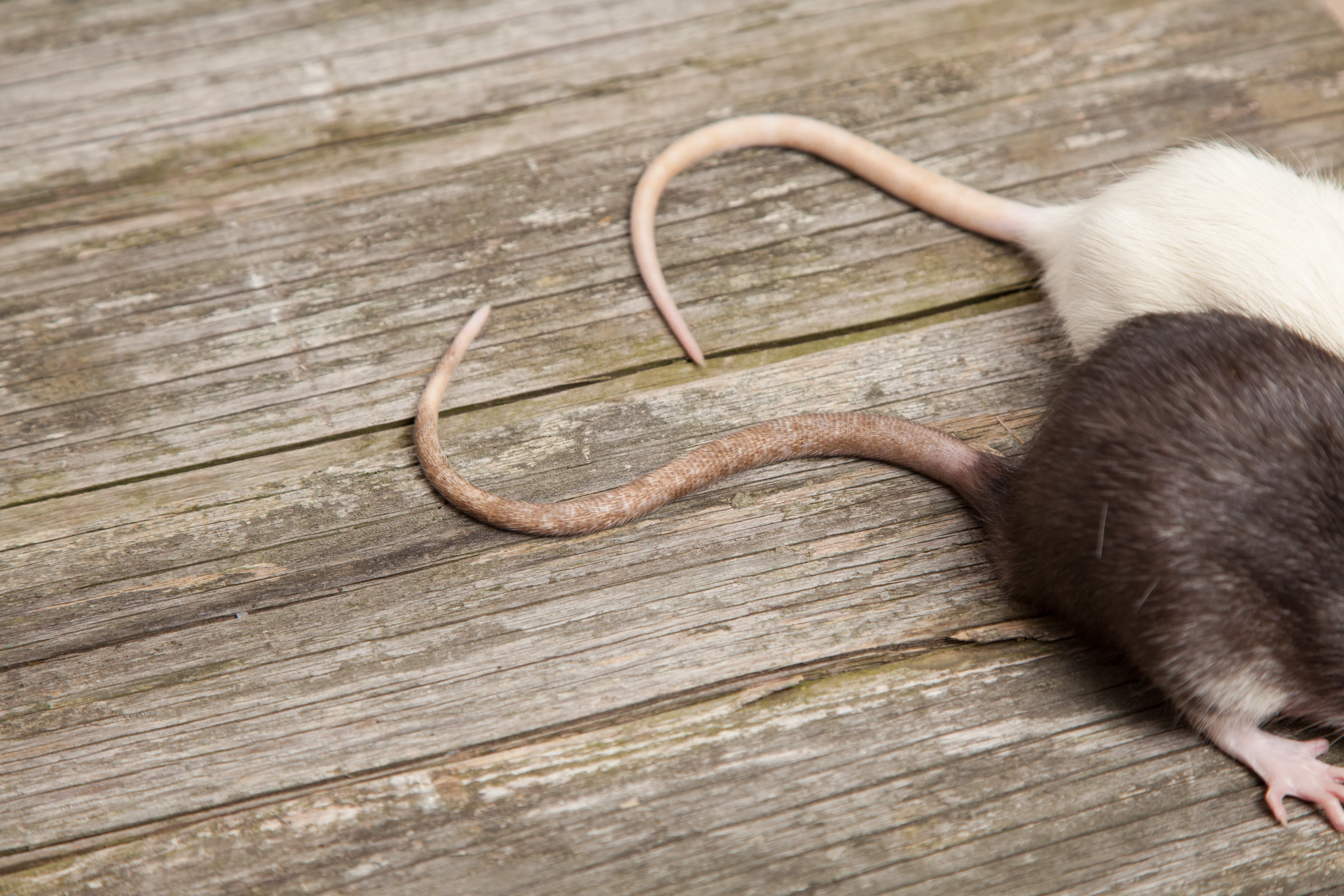 Dangers Of Living With Rats and Mice