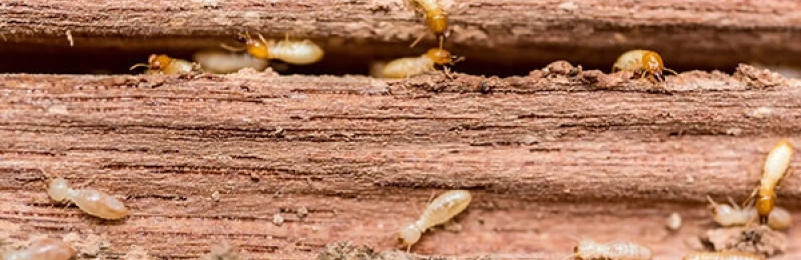 termites infesting a structure