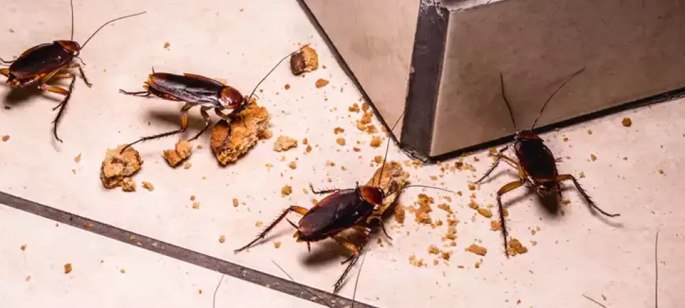 a roach infestation in a kitchen